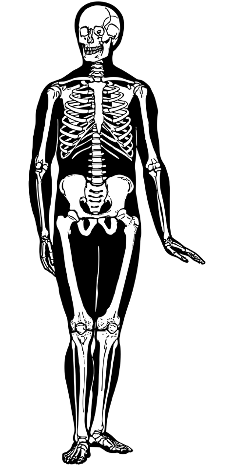 man-body-human-skeleton-bones-7485677