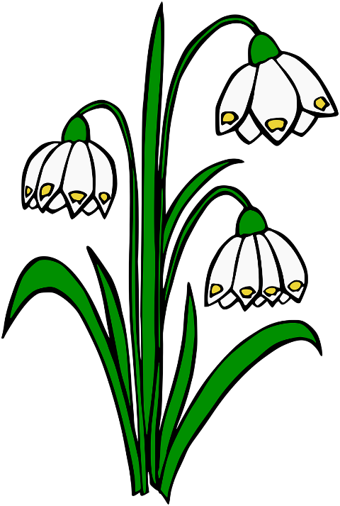 snowdrops-lilies-of-the-valley-7694192