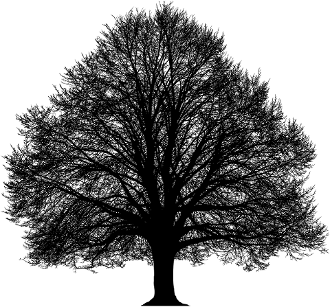 tree-branches-silhouette-trunk-6124866