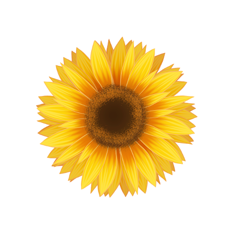 sunflower-petals-flower-plant-6144274