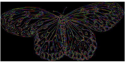 butterfly-insect-animal-wings-8197287