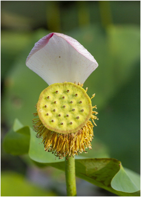 lotus-plant-seed-pod-petal-6073526