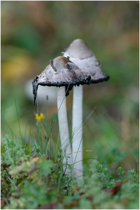 mushroom-grass-forest-toadstool-6055663