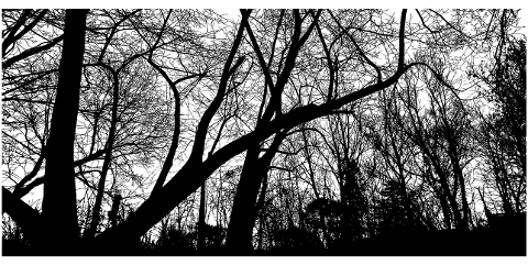 trees-forest-silhouette-branches-6940629