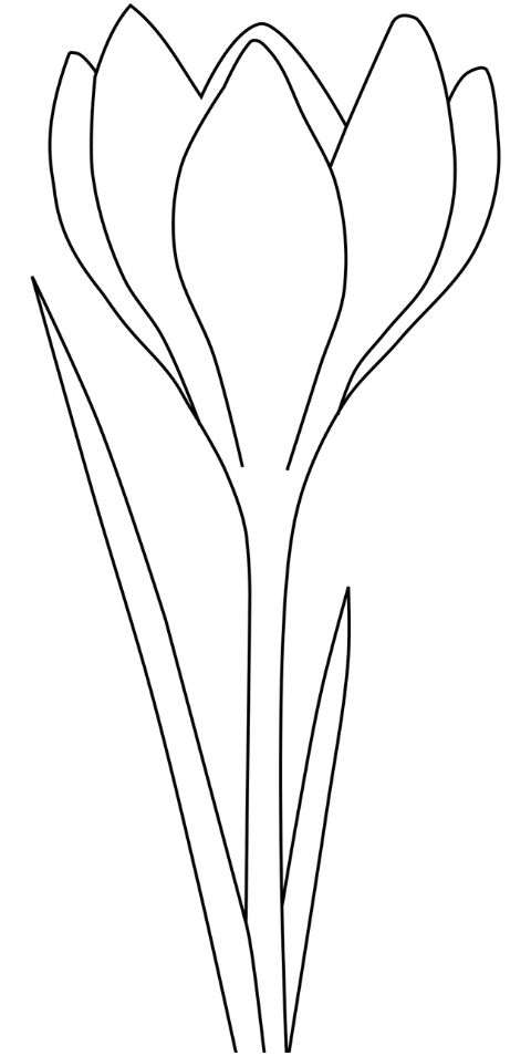 flower-tulip-line-art-design-7051657