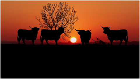 sunset-nature-tree-cows-twilight-4707726
