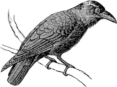 bird-raven-crow-animal-ornithology-8043729