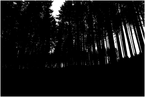 forest-trees-silhouette-branches-5188704