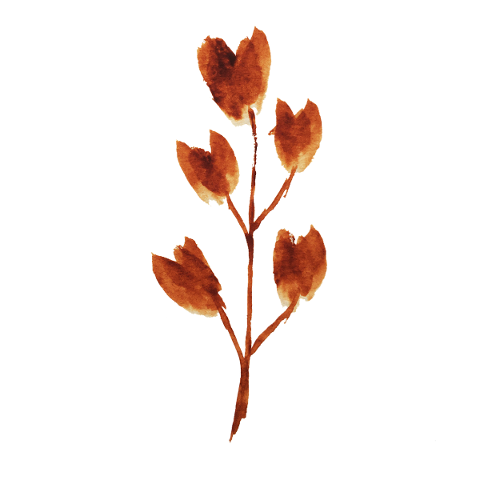 flowers-leaves-watercolor-branch-5835584