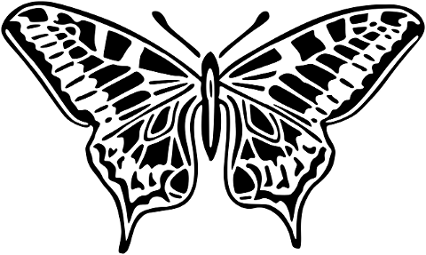 butterfly-animal-insect-wings-7656774