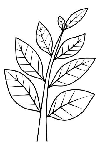 branches-tree-vectors-leaves-5046094