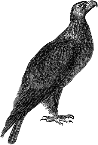 eagle-bird-line-art-animal-wings-4363801