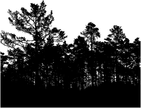 trees-forest-silhouette-landscape-6473843