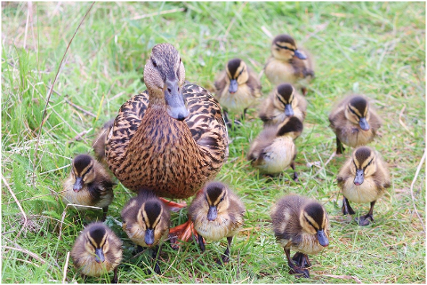 ducks-ducklings-duck-family-birds-6221724