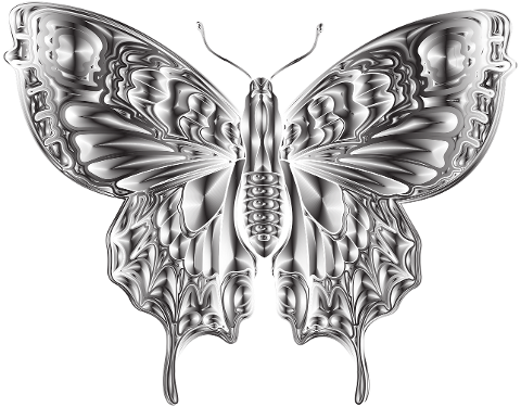 insect-entomology-butterfly-cutout-6911235