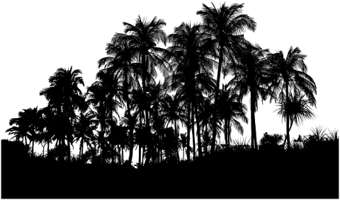 nature-palm-trees-silhouette-trees-5630261