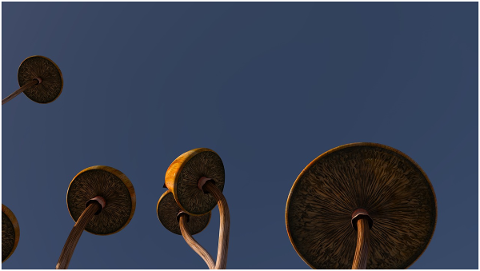 mushrooms-psilocybe-psychedelic-art-4942653