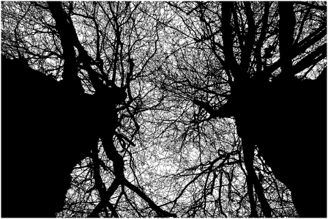 forest-trees-silhouette-branches-5151190