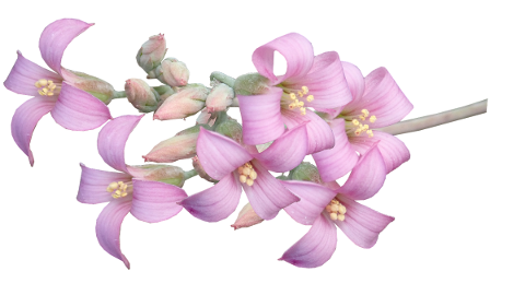 flowers-pink-succulent-plant-5211873