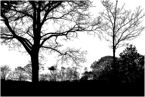 forest-trees-silhouette-branches-6785021
