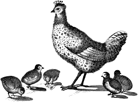 birds-animals-line-art-chicken-5134797