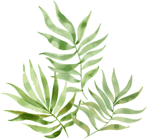 leaf-plant-palm-sheets-green-6824367