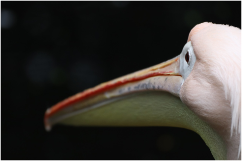 pelikan-bird-nature-animal-bill-4366501