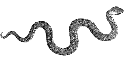 snake-animal-reptile-line-art-7378329