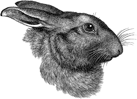 rabbit-face-head-line-art-bunny-7249582