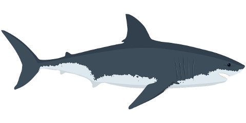 great-white-shark-shark-fish-big-7347058