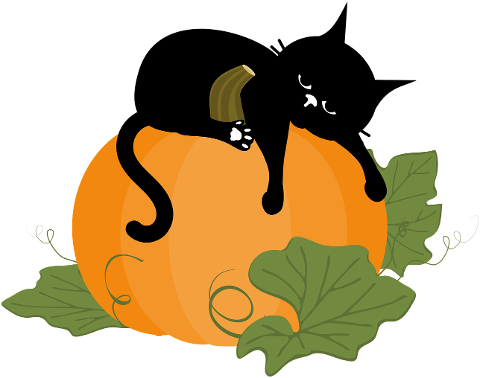 black-cat-pumpkin-halloween-10472545