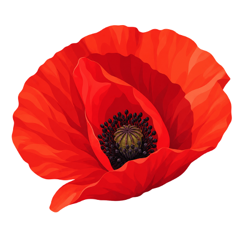 red-poppy-flower-corn-poppy-nature-10489397