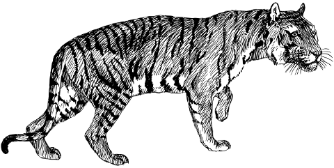 tiger-big-cat-feline-line-art-7542095