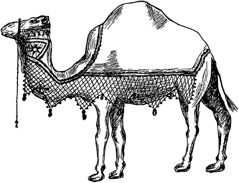 camel-animal-desert-transportation-7535629