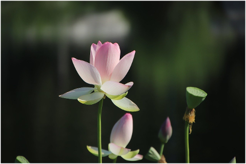 lotus-flower-plant-petals-6045441
