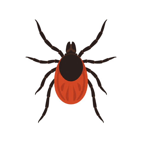 tick-parasite-arthropod-arachnid-10355163