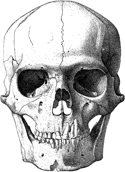 skull-head-cranium-bones-skeleton-8135208