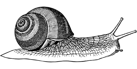 snail-mollusk-animal-line-art-7258874