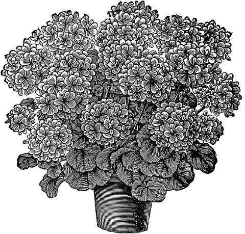 chrysanthemum-flower-sketch-7290238