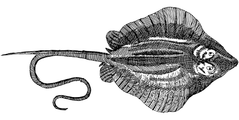 manta-ray-animal-line-art-marine-7384701