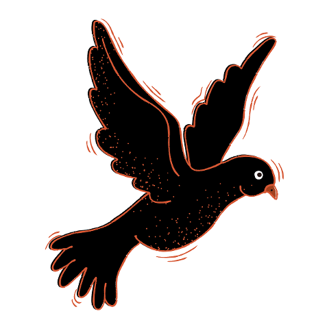 dove-bird-flight-animal-flying-6029564