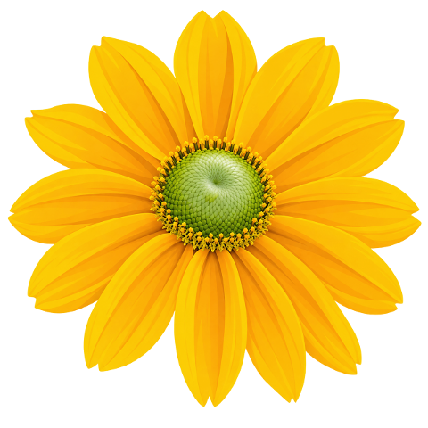 yellow-flower-coneflower-10480274