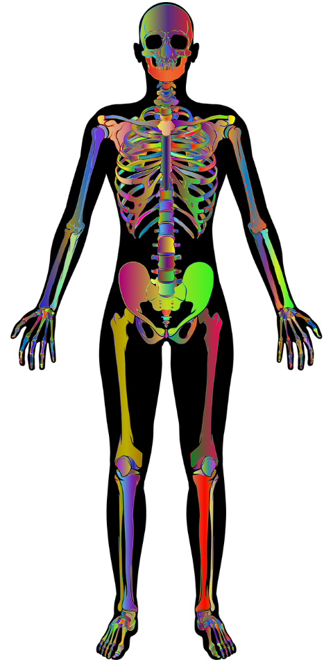 skeleton-bones-skeletal-6522594