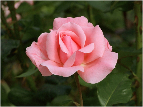 rose-flower-fragrant-bloom-pink-6051119