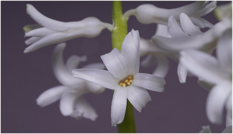 hyacinth-early-bloomer-spring-6045810