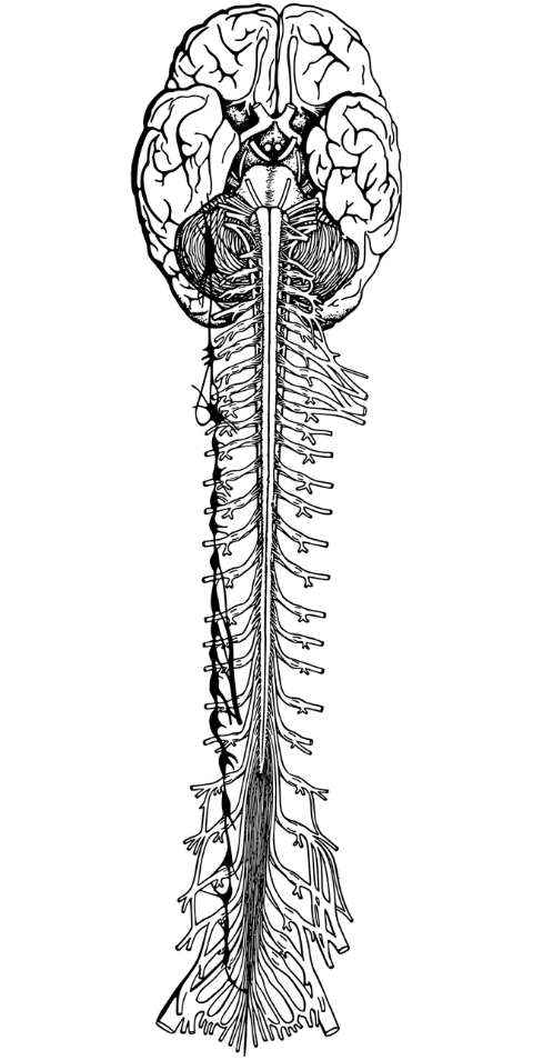 nervous-system-brain-spine-nerves-7485688