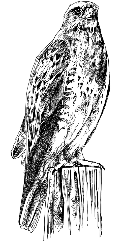falcon-bird-animal-ornithology-8043733