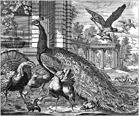 peacocks-birds-animals-line-art-7492309