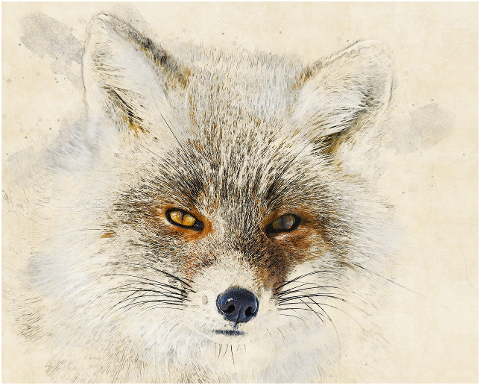 red-fox-animal-photo-art-head-6214942