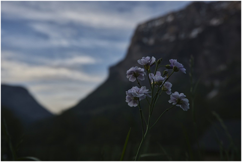 austria-meadow-flower-cow-nature-4948829